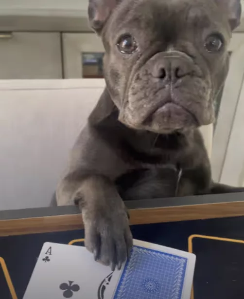 Frenchie Casino Poker Night !